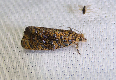 Olethreutes astrologana