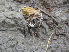 Incilius marmoreus