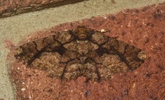 Paradromulia ambigua