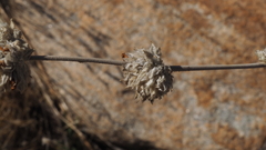 Malacothamnus enigmaticus