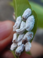 Pulvinaria hydrangeae