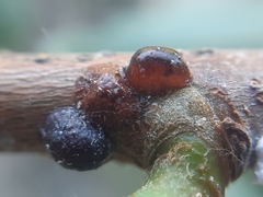 Pulvinaria hydrangeae