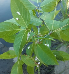 Pulvinaria hydrangeae