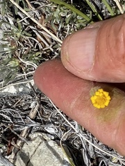 Erigeron linearis