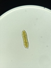 Surirella librile