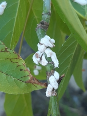 Pulvinaria hydrangeae