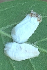 Pulvinaria hydrangeae