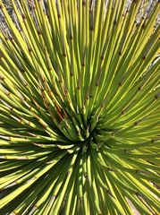 Agave striata