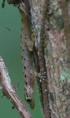 Cnemaspis peninsularis