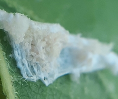 Pulvinaria hydrangeae