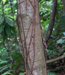 Cnemaspis peninsularis