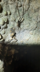 Pachyrhamma acanthocerum