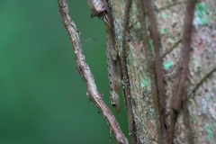 Cnemaspis peninsularis