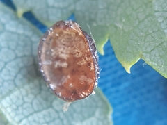 Pulvinaria hydrangeae