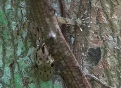 Cnemaspis peninsularis