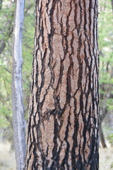 Pinus engelmannii