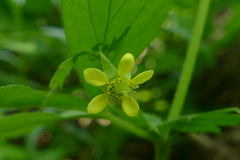 Geum × catlingii