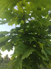 Acer platanoides