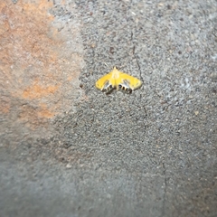 Nymphicula trimacula