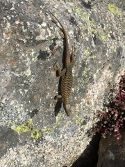 Archaeolacerta bedriagae