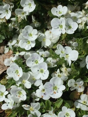 Veronica repens