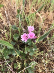Sidalcea diploscypha