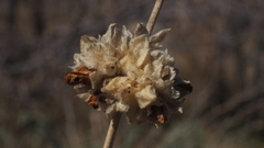 Malacothamnus enigmaticus