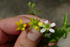 Geum × catlingii
