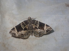 Gandaritis atricolorata