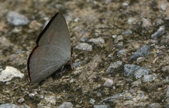 Curetis santana