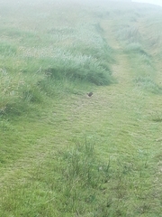 Alauda arvensis arvensis