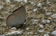 Curetis santana