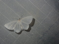 Hydrelia albifera