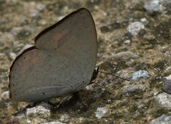 Curetis santana