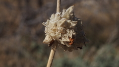 Malacothamnus enigmaticus