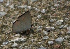 Curetis santana