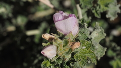 Malacothamnus enigmaticus