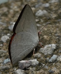 Curetis santana