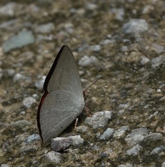 Curetis santana
