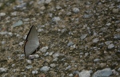 Curetis santana