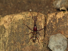 Ectocemus decemmaculatus