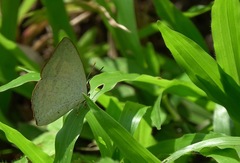 Curetis santana