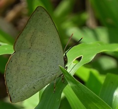 Curetis santana