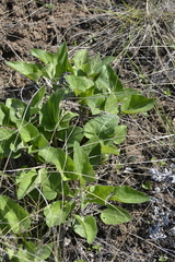 Viola ambigua