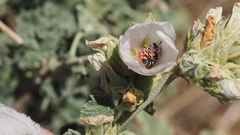 Malacothamnus enigmaticus