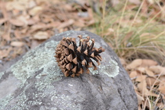 Pinus engelmannii