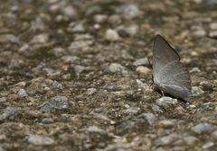 Curetis santana