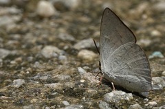 Curetis santana