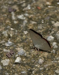 Curetis santana