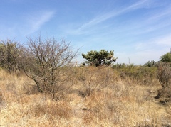 Myrtillocactus geometrizans